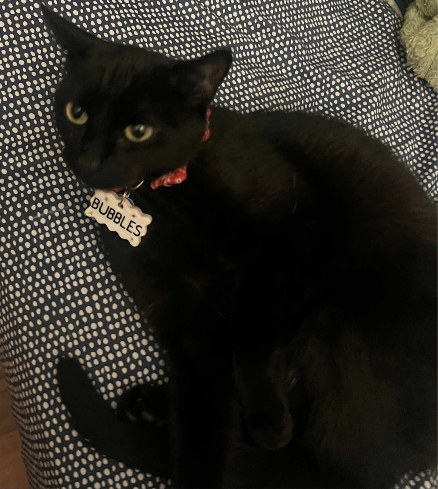 pet name tag