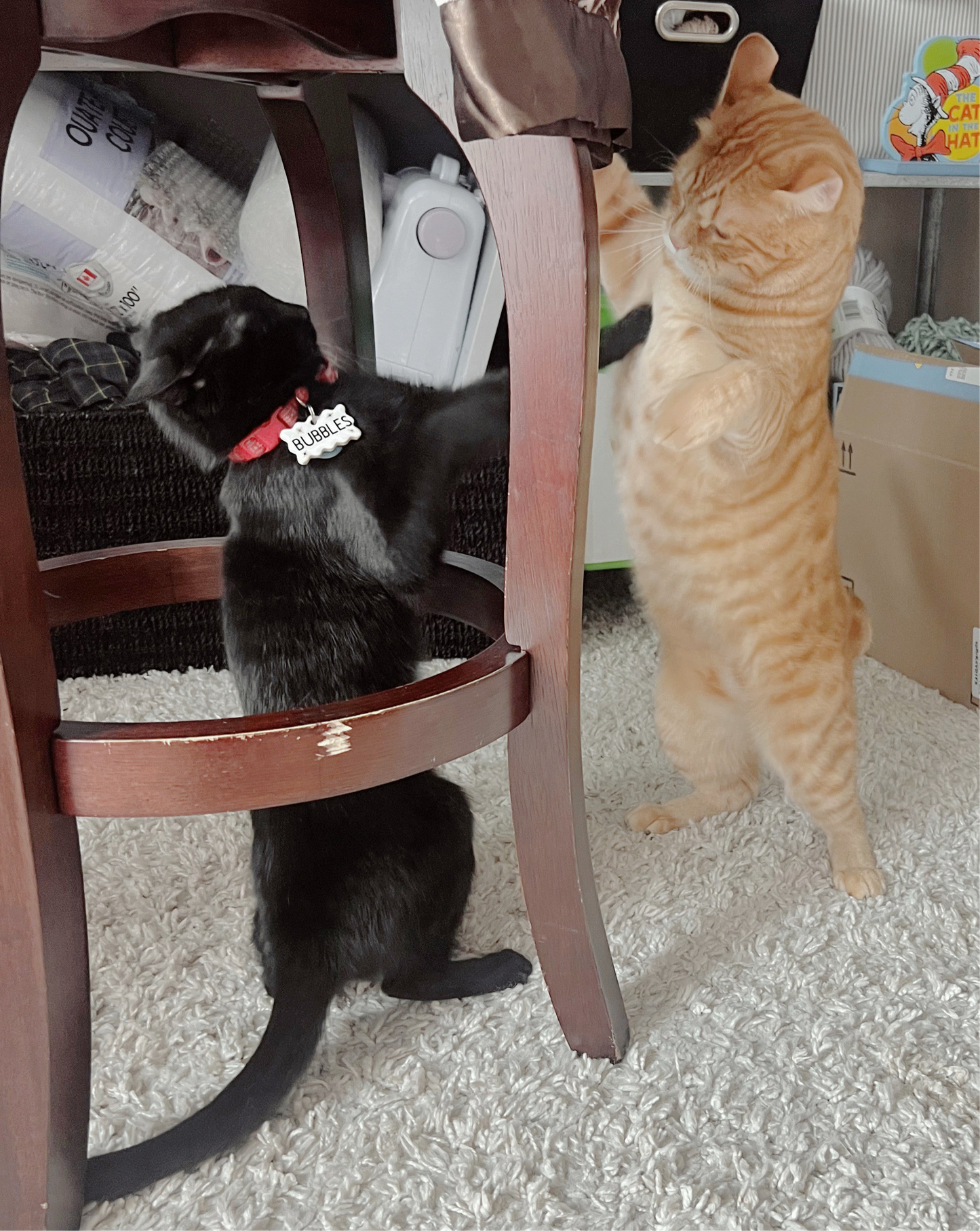 pet name tag