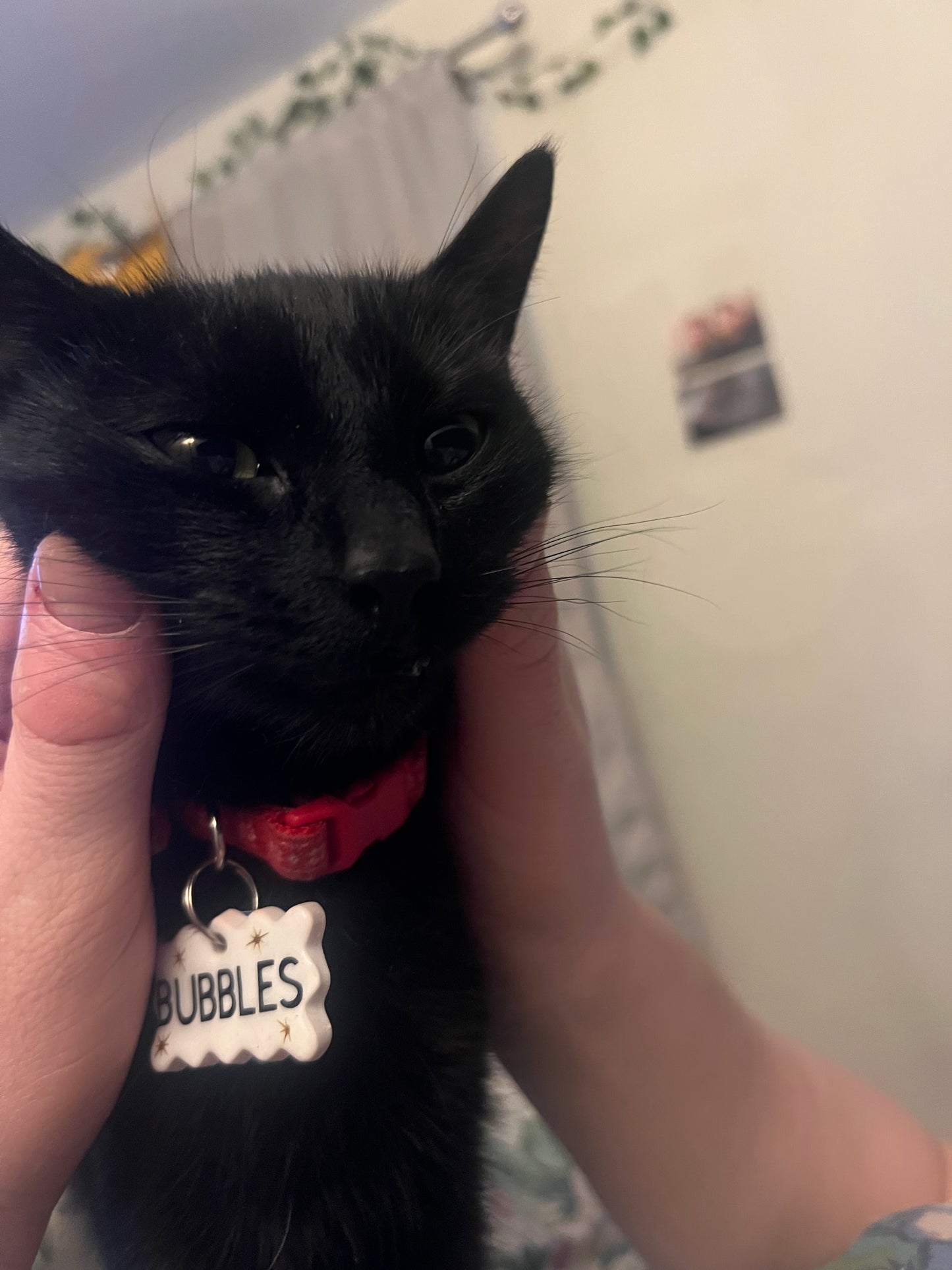 pet name tag