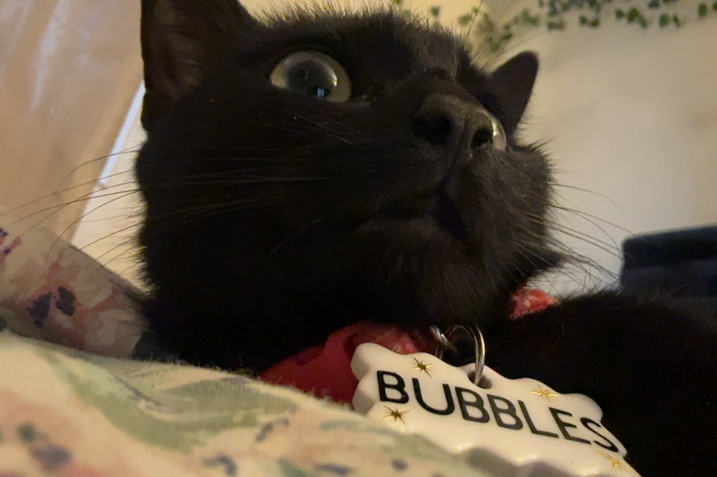 pet name tag