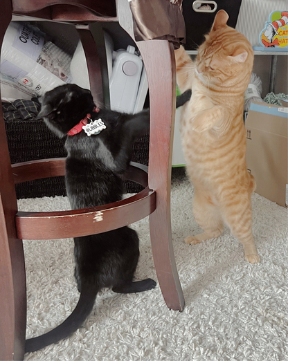 pet name tag